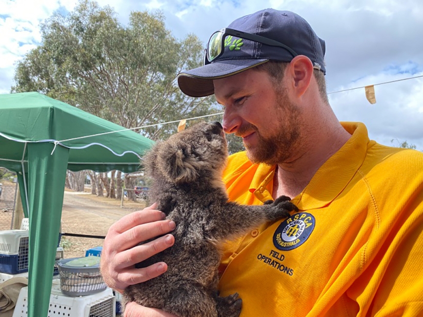 The nature of Australia began to revive after the fires The nature of Australia began to revive after the fires