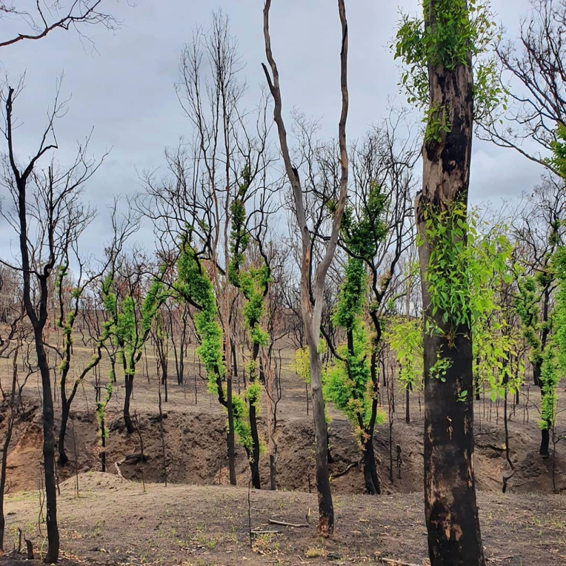 The nature of Australia began to revive after the fires The nature of Australia began to revive after the fires