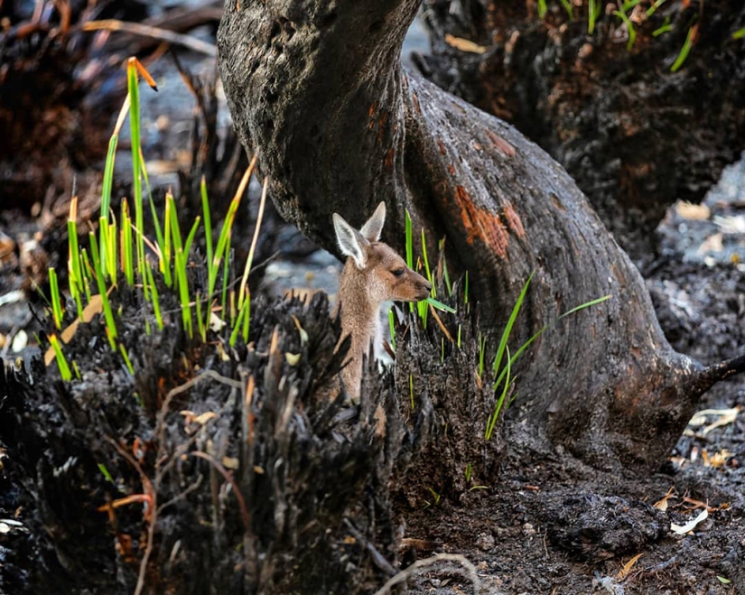 The nature of Australia began to revive after the fires The nature of Australia began to revive after the fires