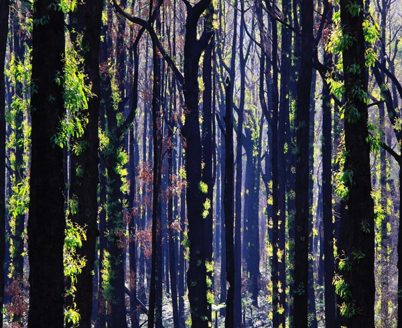 The nature of Australia began to revive after the fires The nature of Australia began to revive after the fires
