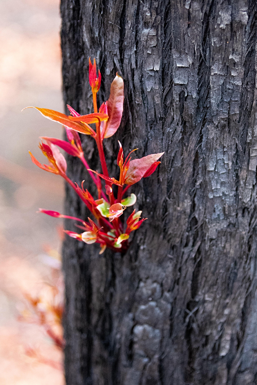 The nature of Australia began to revive after the fires The nature of Australia began to revive after the fires