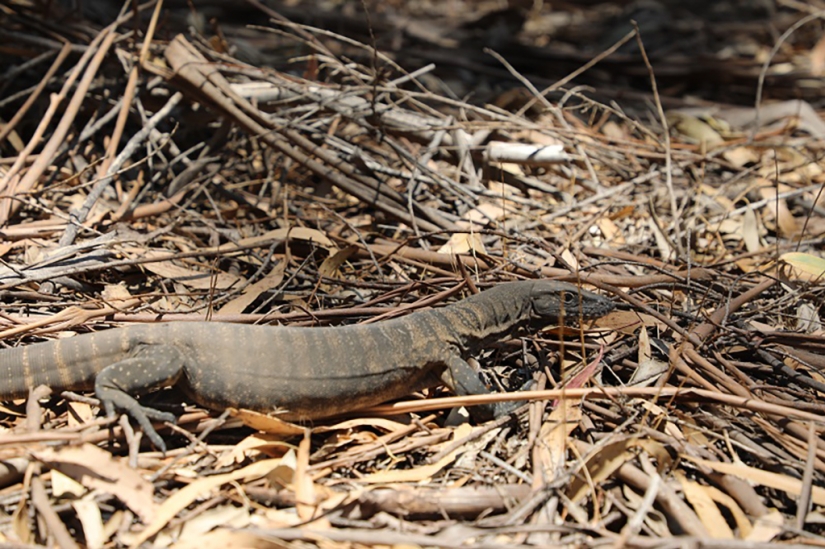 The nature of Australia began to revive after the fires The nature of Australia began to revive after the fires