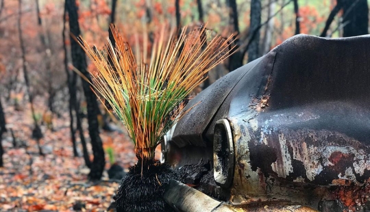 The nature of Australia began to revive after the fires The nature of Australia began to revive after the fires