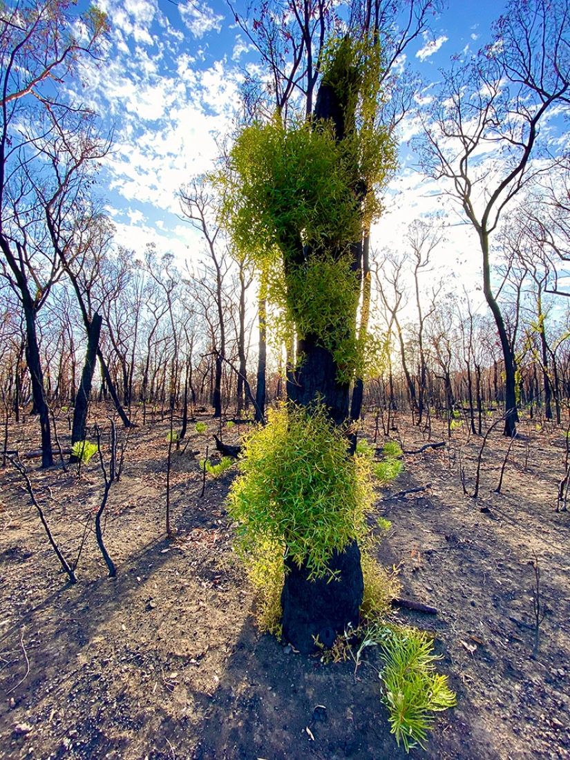 The nature of Australia began to revive after the fires The nature of Australia began to revive after the fires