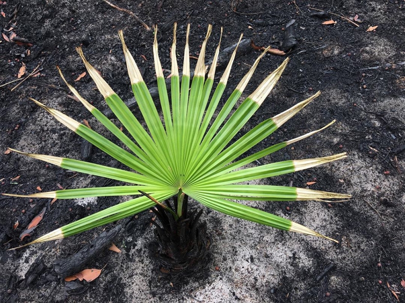 The nature of Australia began to revive after the fires The nature of Australia began to revive after the fires