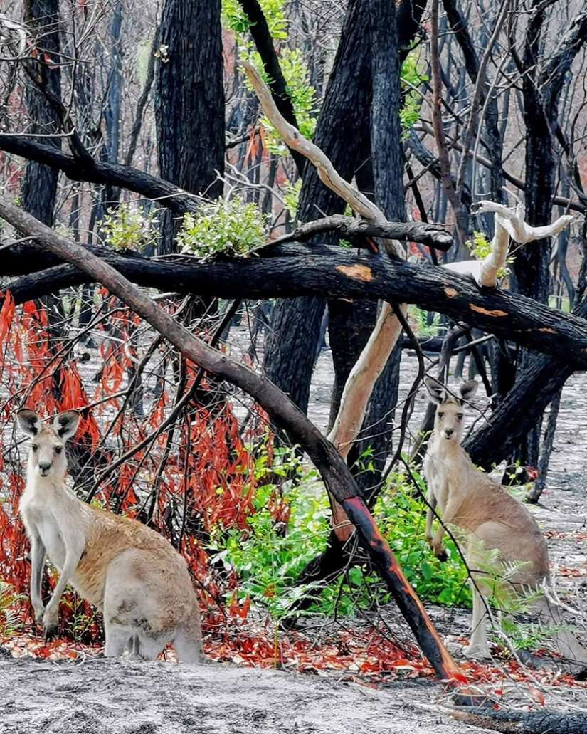 The nature of Australia began to revive after the fires The nature of Australia began to revive after the fires