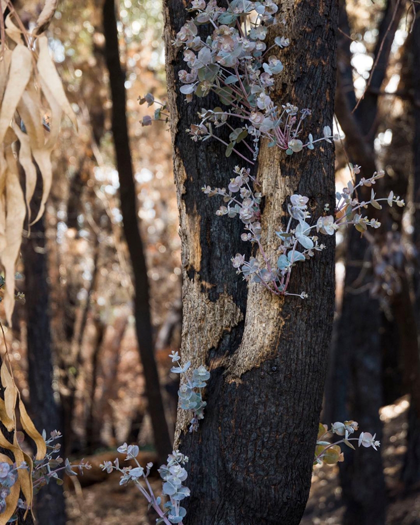 The nature of Australia began to revive after the fires The nature of Australia began to revive after the fires
