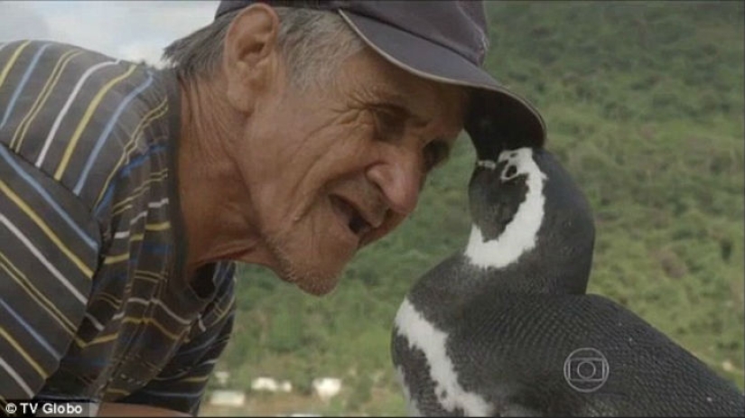 The penguin swims more than 8 thousand kilometers every year to meet his savior