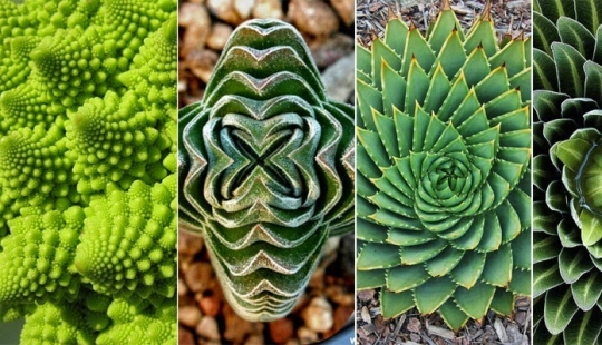 The Perfectionist's Garden of Eden: Plant Geometry The Perfectionist's Garden of Eden: Plant Geometry
