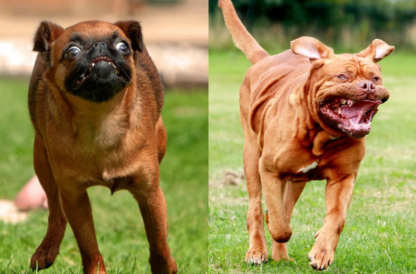 The photographer took a picture of running dogs, and it's very funny The photographer took a picture of running dogs, and it's very funny