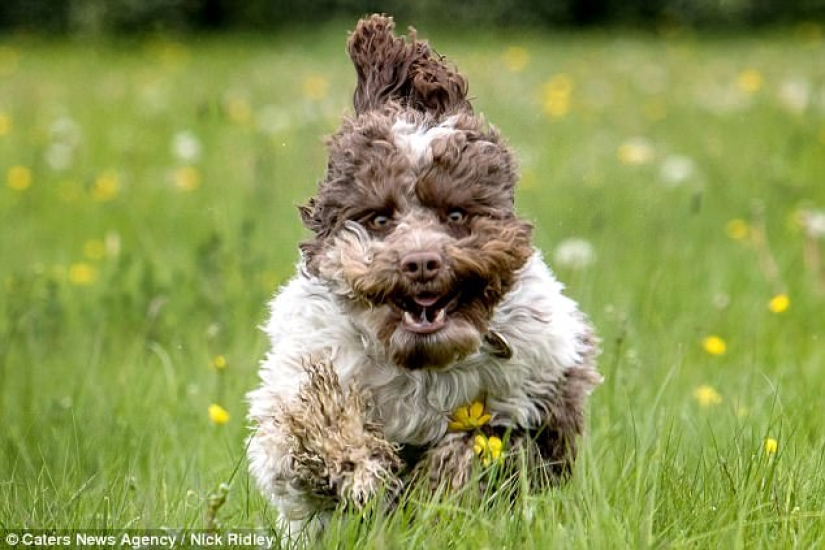 The photographer took a picture of running dogs, and it's very funny The photographer took a picture of running dogs, and it's very funny