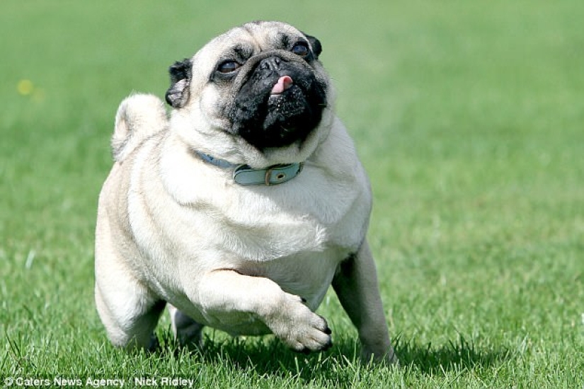 The photographer took a picture of running dogs, and it's very funny The photographer took a picture of running dogs, and it's very funny