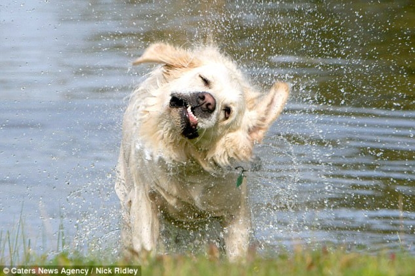 The photographer took a picture of running dogs, and it's very funny The photographer took a picture of running dogs, and it's very funny
