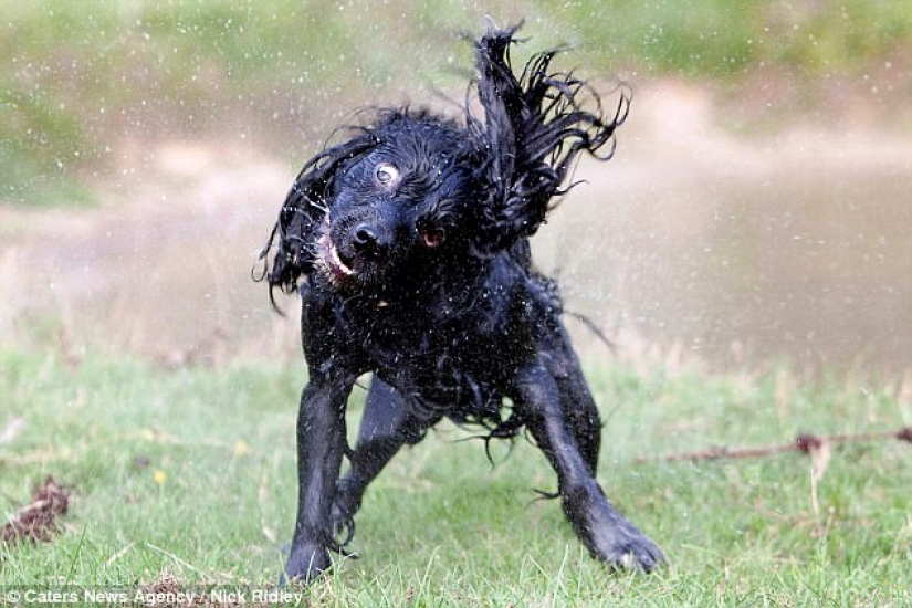 The photographer took a picture of running dogs, and it's very funny The photographer took a picture of running dogs, and it's very funny