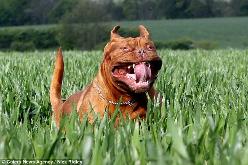 The photographer took a picture of running dogs, and it's very funny The photographer took a picture of running dogs, and it's very funny