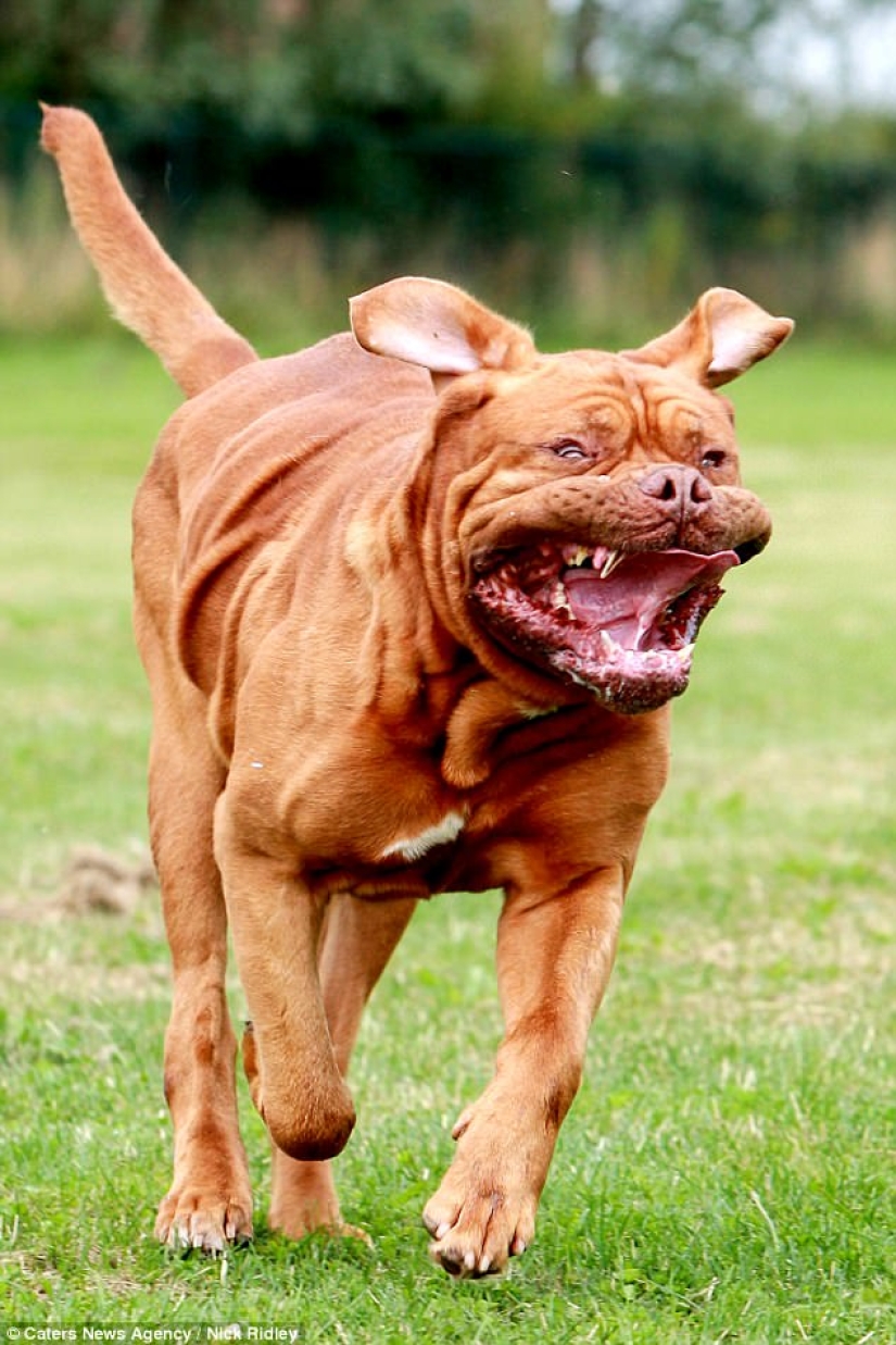 The photographer took a picture of running dogs, and it's very funny The photographer took a picture of running dogs, and it's very funny