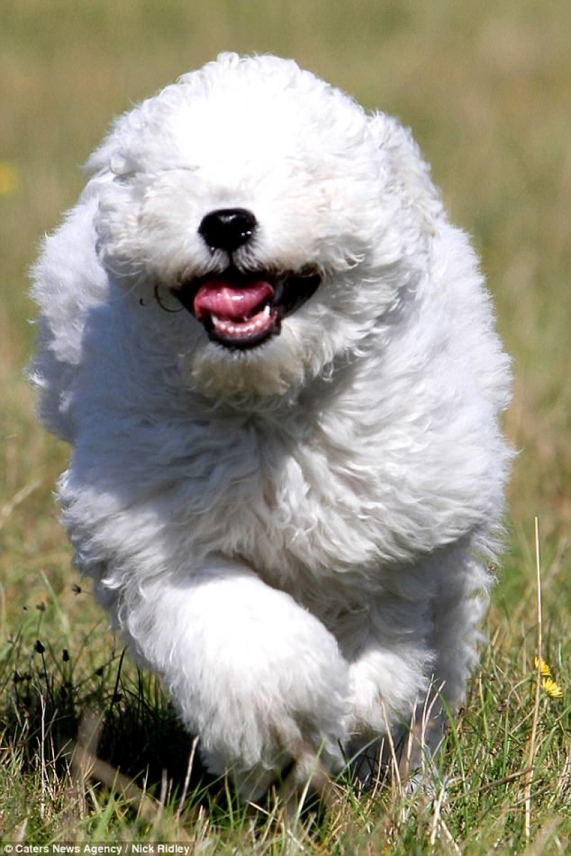 The photographer took a picture of running dogs, and it's very funny The photographer took a picture of running dogs, and it's very funny