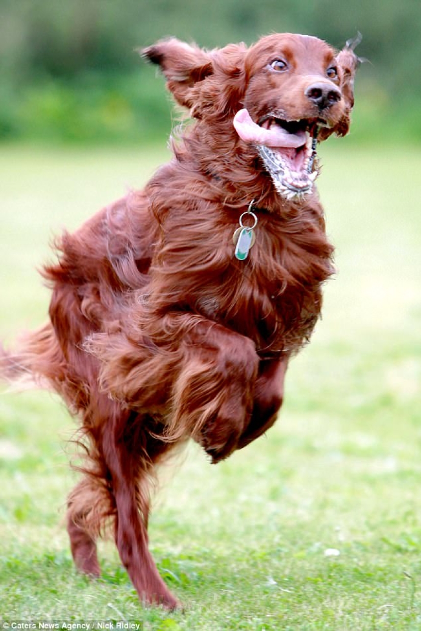 The photographer took a picture of running dogs, and it's very funny The photographer took a picture of running dogs, and it's very funny