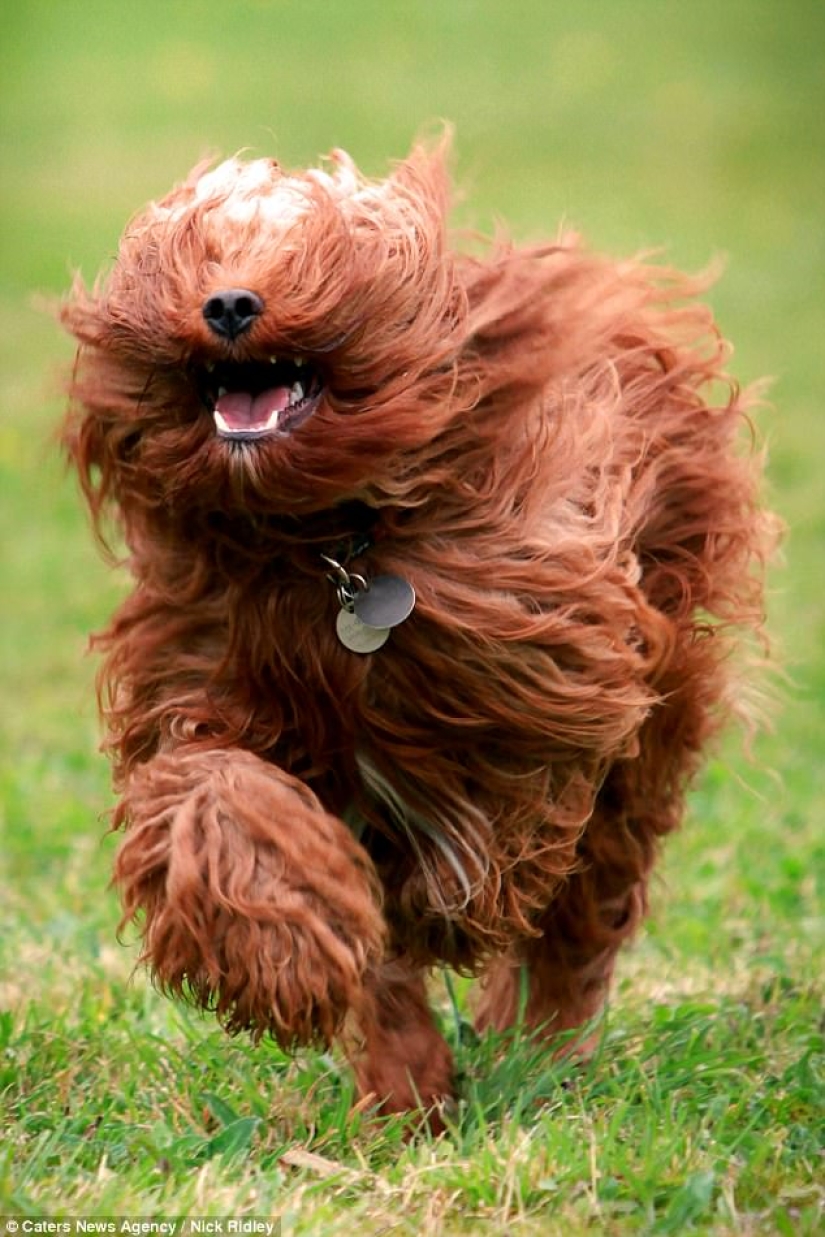 The photographer took a picture of running dogs, and it's very funny The photographer took a picture of running dogs, and it's very funny