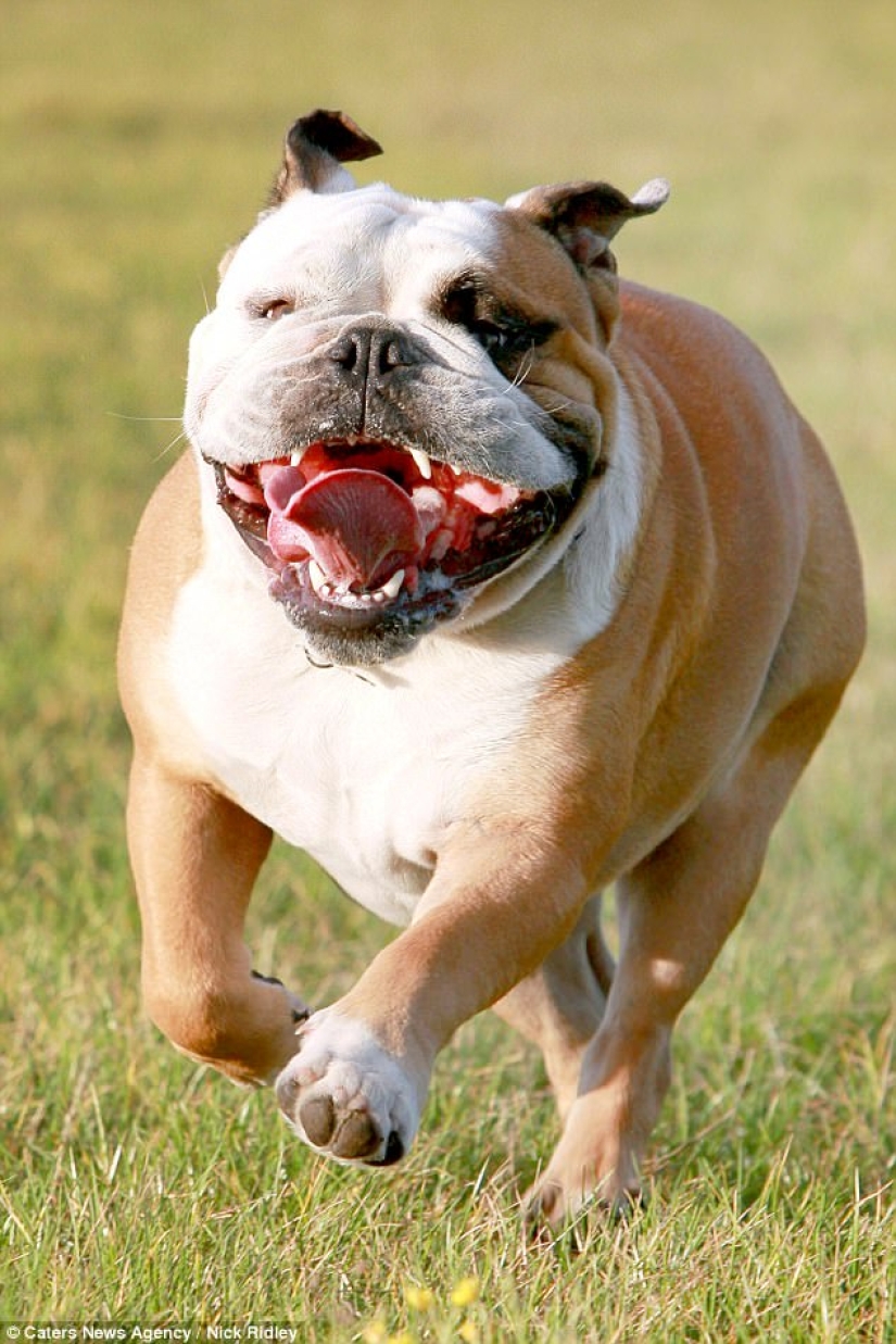 The photographer took a picture of running dogs, and it's very funny The photographer took a picture of running dogs, and it's very funny