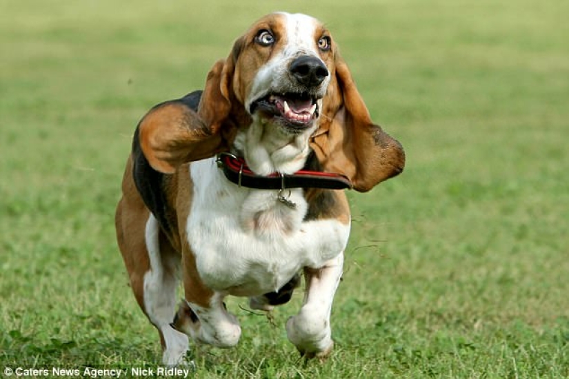 The photographer took a picture of running dogs, and it's very funny The photographer took a picture of running dogs, and it's very funny