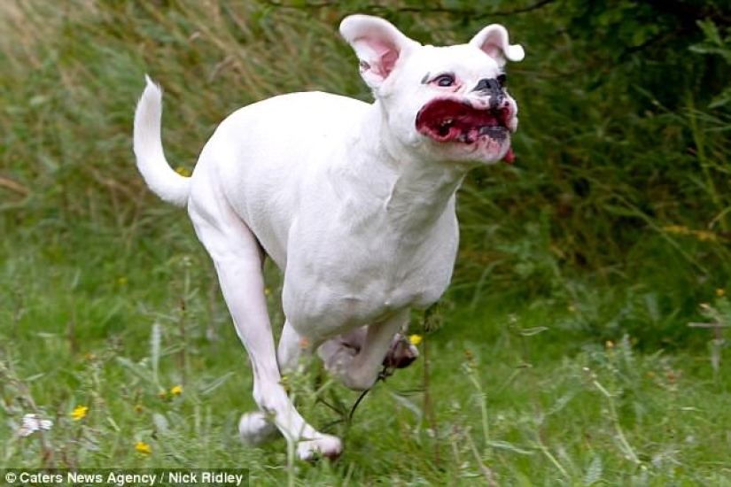 The photographer took a picture of running dogs, and it's very funny The photographer took a picture of running dogs, and it's very funny