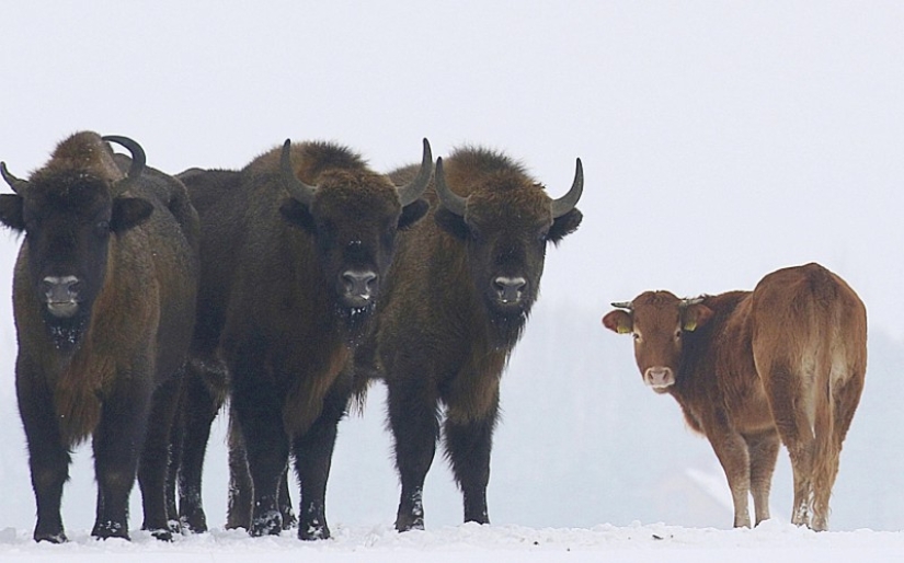 The Polish cow, which was supposed to be sent for slaughter, ran away to the forest and lives with bison The Polish cow, which was supposed to be sent for slaughter, ran away to the forest and lives with bison