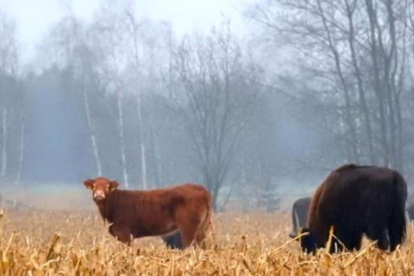 The Polish cow, which was supposed to be sent for slaughter, ran away to the forest and lives with bison The Polish cow, which was supposed to be sent for slaughter, ran away to the forest and lives with bison