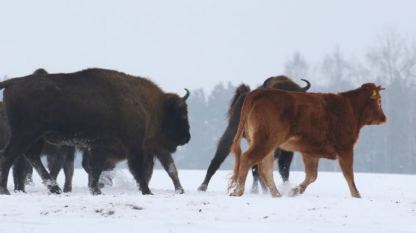 The Polish cow, which was supposed to be sent for slaughter, ran away to the forest and lives with bison The Polish cow, which was supposed to be sent for slaughter, ran away to the forest and lives with bison