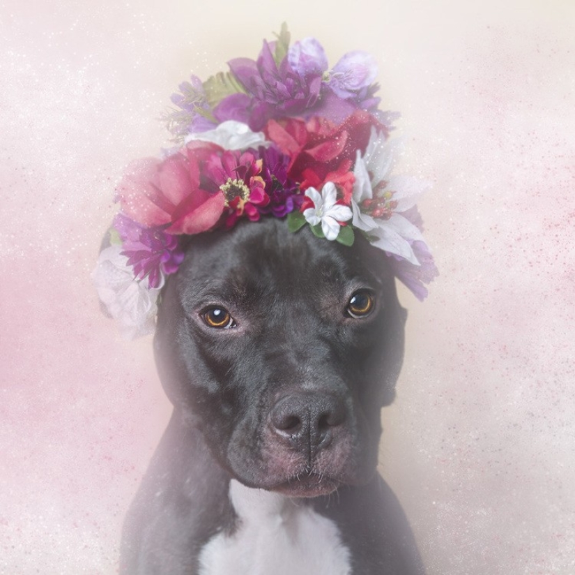 The Power of colors: the reverse side of Pit bulls The Power of colors: the reverse side of Pit bulls