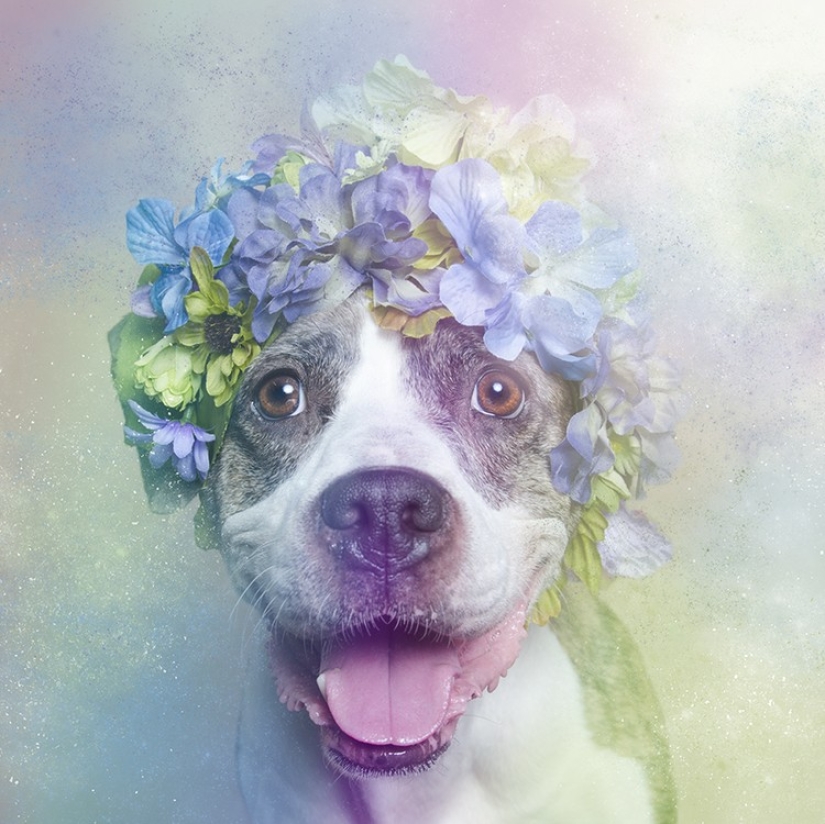 The Power of colors: the reverse side of Pit bulls The Power of colors: the reverse side of Pit bulls