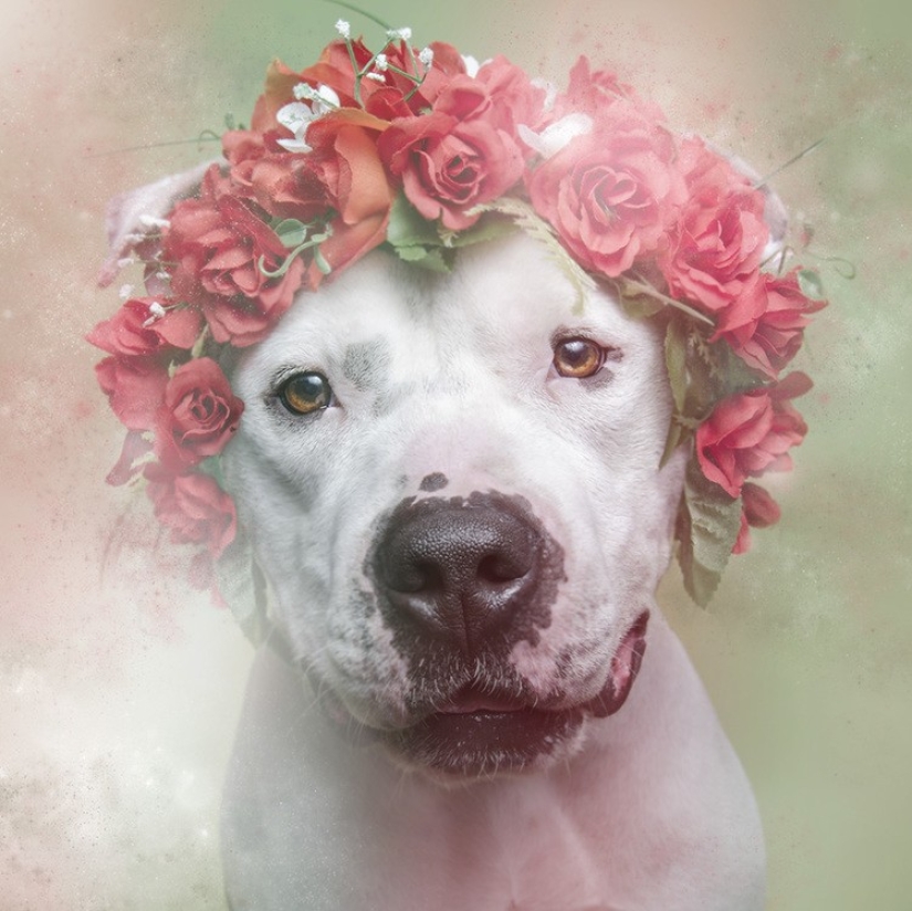 The Power of colors: the reverse side of Pit bulls The Power of colors: the reverse side of Pit bulls