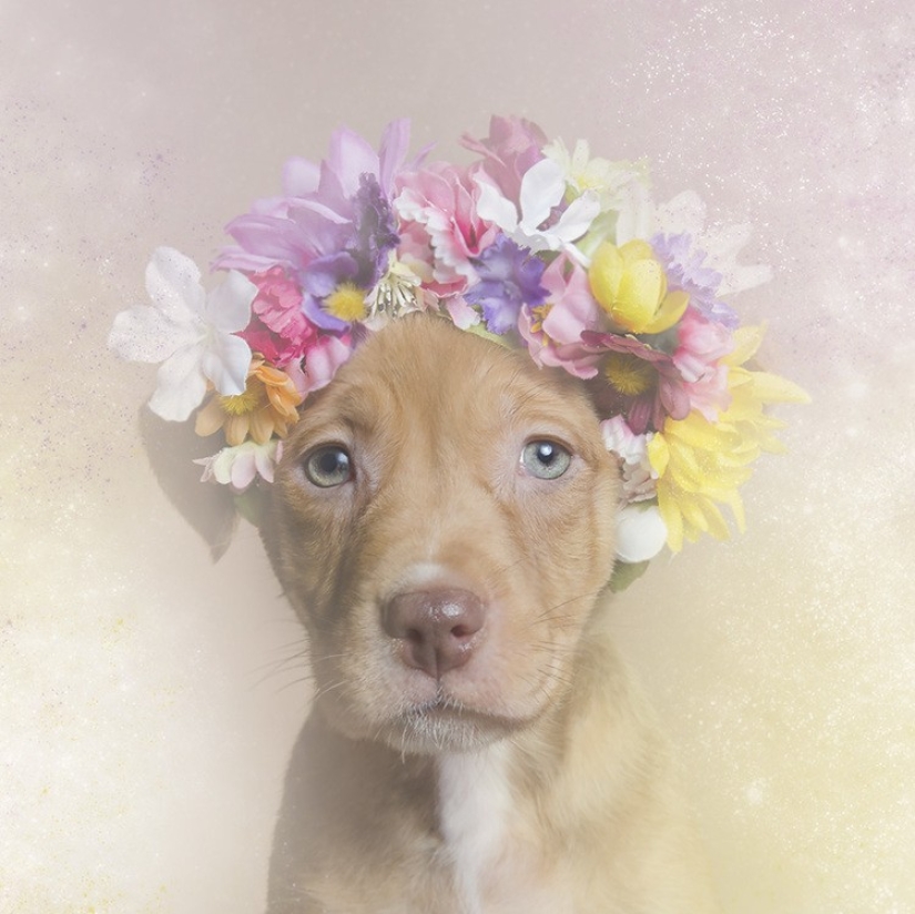 The Power of colors: the reverse side of Pit bulls The Power of colors: the reverse side of Pit bulls