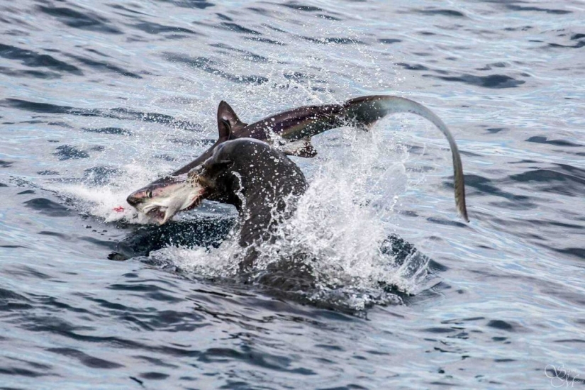The predator has turned into prey! Hungry sea lion dined on shark