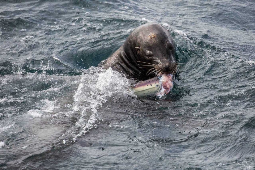 The predator has turned into prey! Hungry sea lion dined on shark