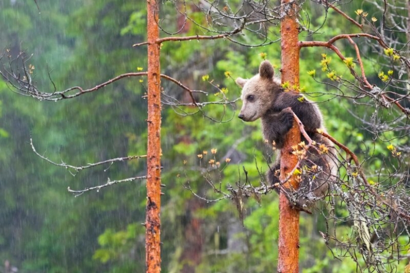 The Russian Geographical Society has determined the winners of the VII photo contest “The most beautiful country”