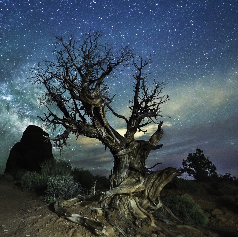 The seal got into the frame while the photographer was shooting the Milky Way The seal got into the frame while the photographer was shooting the Milky Way
