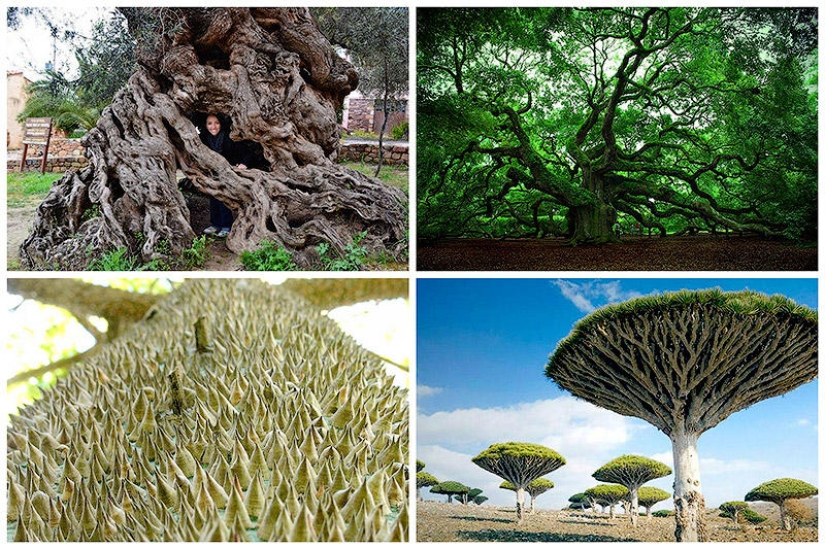The strangest trees in the world