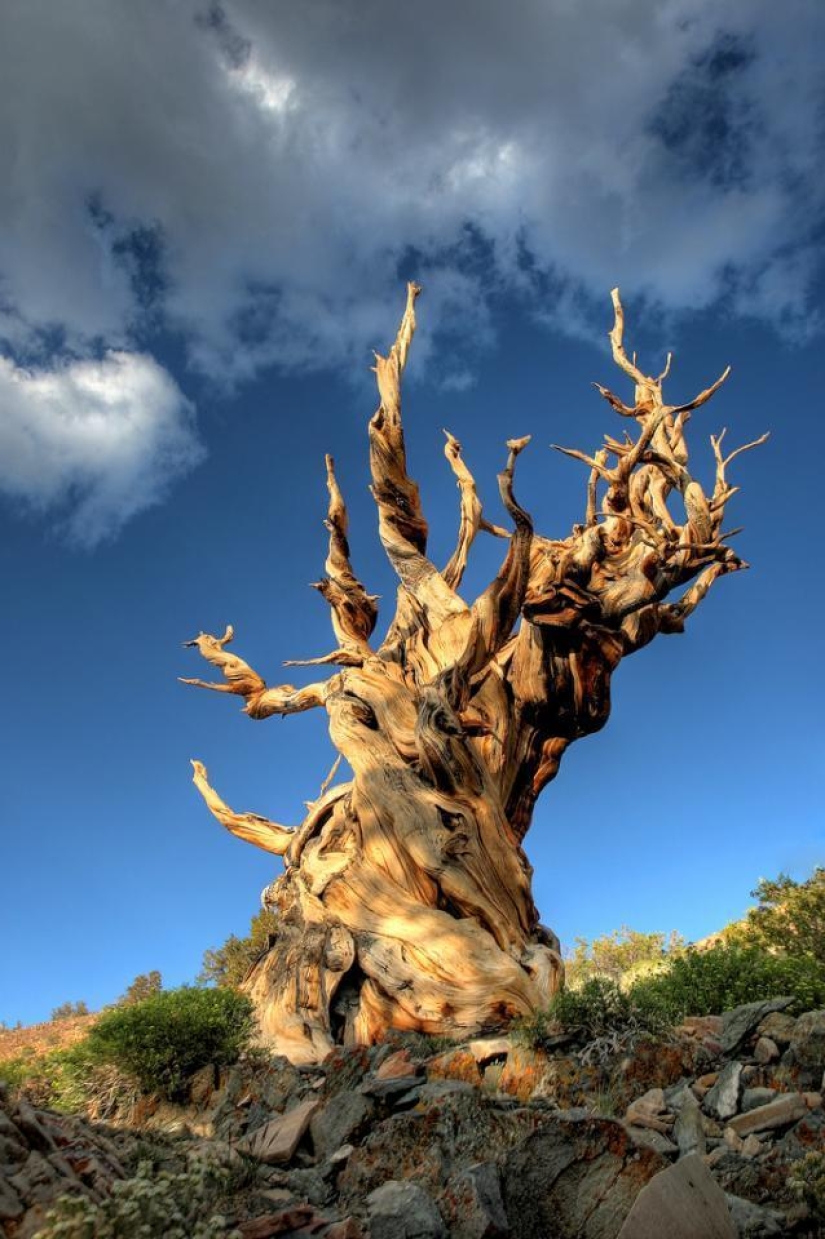 The strangest trees in the world