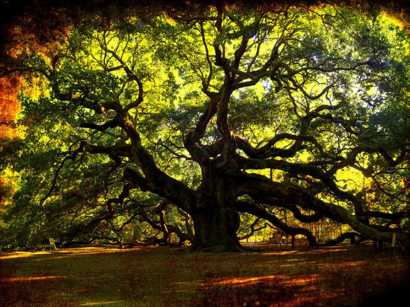 The strangest trees in the world