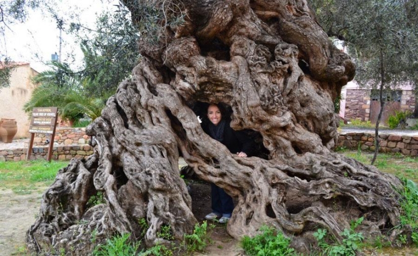 The strangest trees in the world