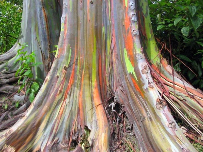 The strangest trees in the world