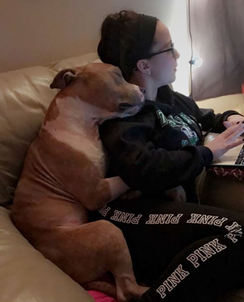 The student took the pit bull from the shelter, and he can't stop hugging her