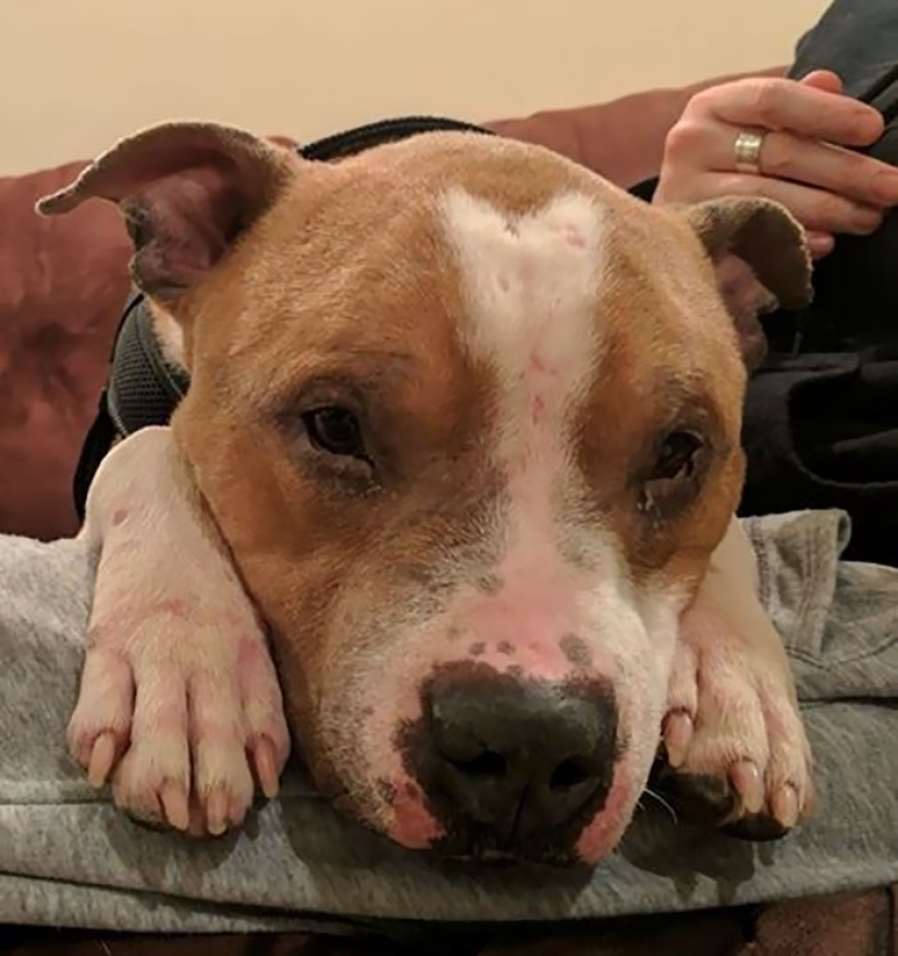 The student took the pit bull from the shelter, and he can't stop hugging her
