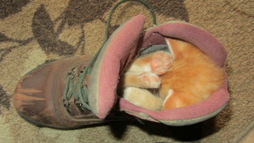 The sweetness of the day! Photos of animals that sleep wherever they want