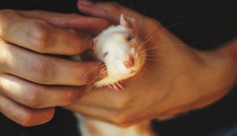 The whole palette of emotions on the faces: laboratory rats were released from cages for the first time