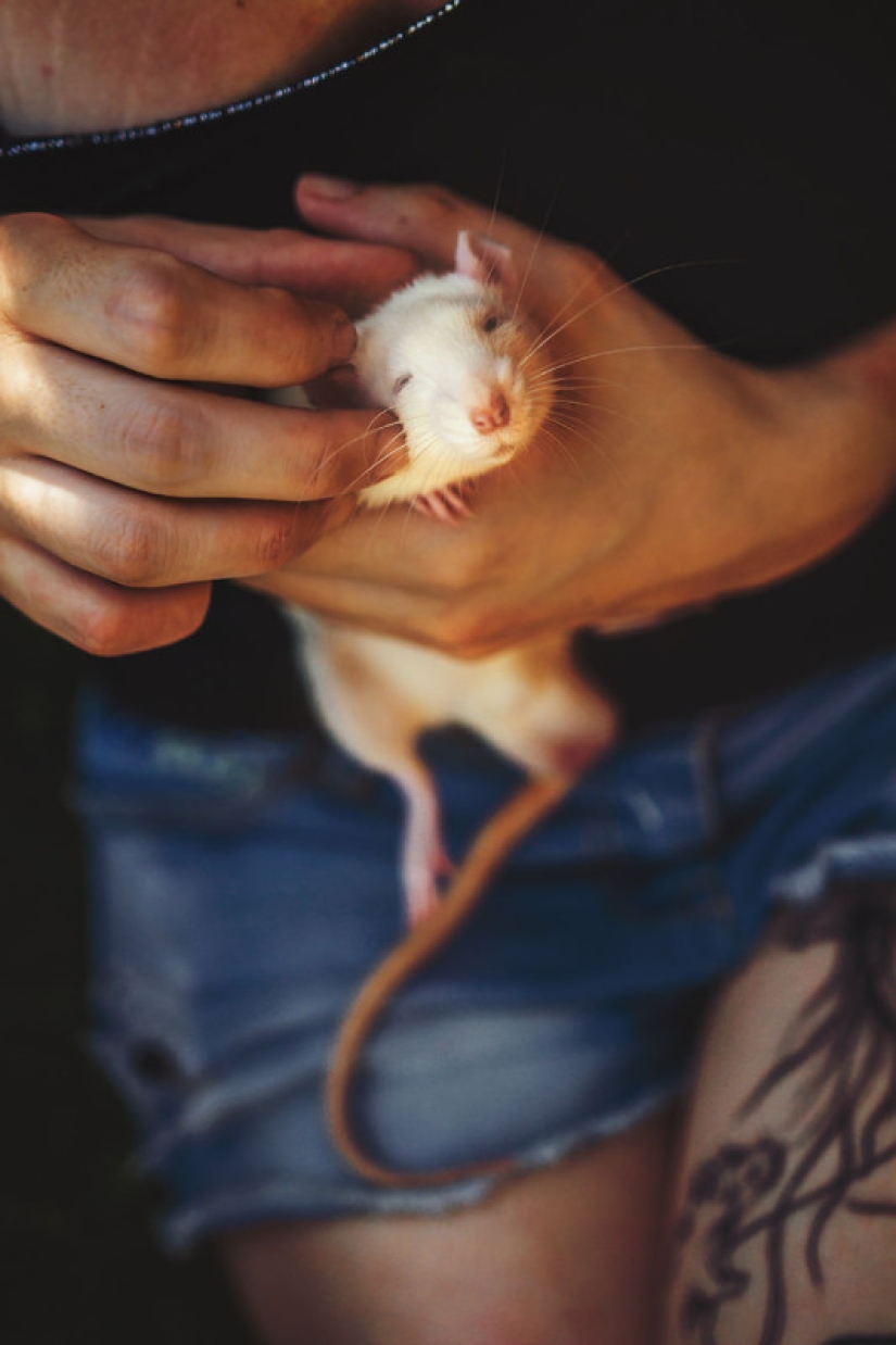 The whole palette of emotions on the faces: laboratory rats were released from cages for the first time