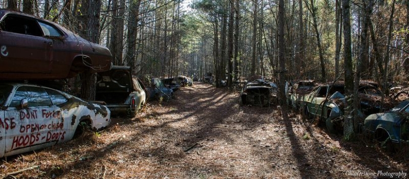 The world's largest cemetery of old cars The world's largest cemetery of old cars