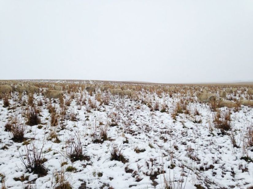 There are 550 sheep in this photo, can you find them? There are 550 sheep in this photo, can you find them?