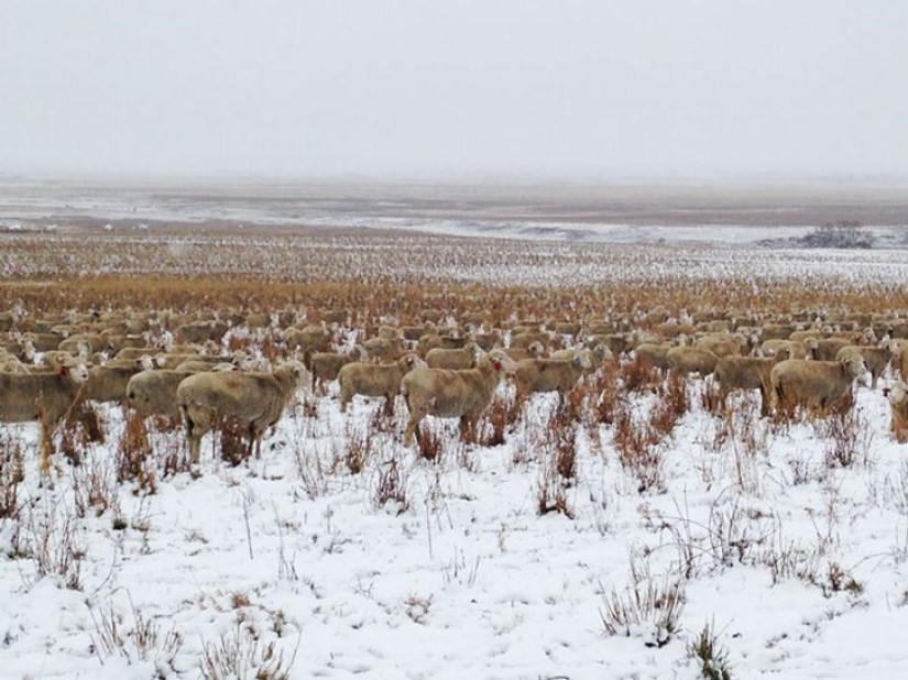 There are 550 sheep in this photo, can you find them? There are 550 sheep in this photo, can you find them?